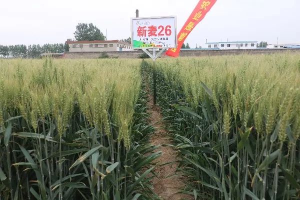  波鸿主场草皮问题遭整改，联盟介入质量评估  